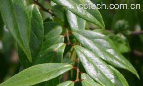 山腊梅叶的功效与禁忌-1