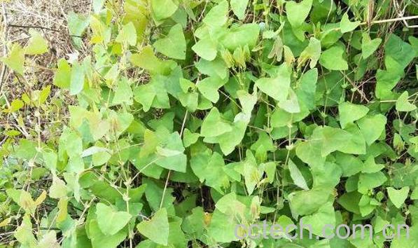 三角刺草药作用与用途-1