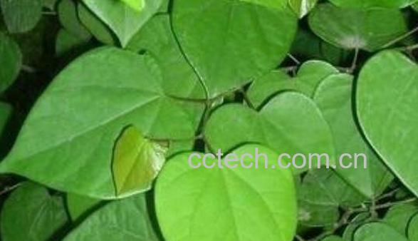 六角刺叶子功效和作用-1