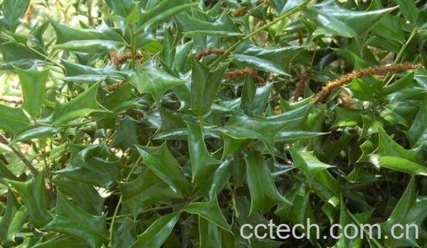 六角刺叶子功效和作用-0