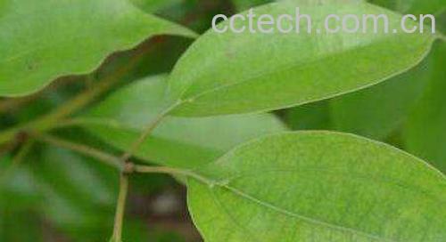 樟树叶-0