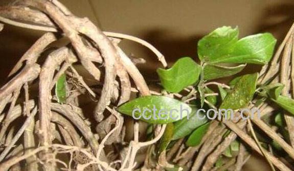 软筋藤的功效与作用 软筋藤有什么副作用-0