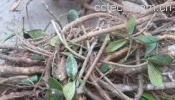 宽筋藤的作用与功效 宽筋藤的药用价值-1