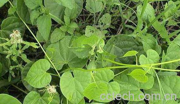 松根藤的功效与作用-0