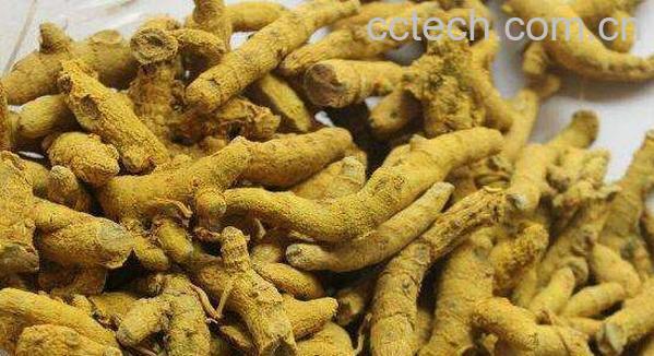 姜黄卵磷脂的功效与作用-0