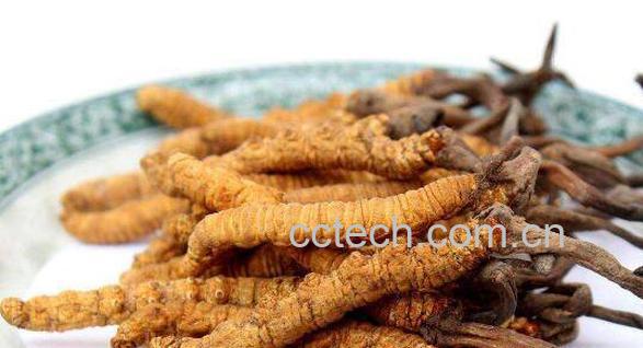 藏鞭宝的功效与作用 藏鞭宝怎么吃-0