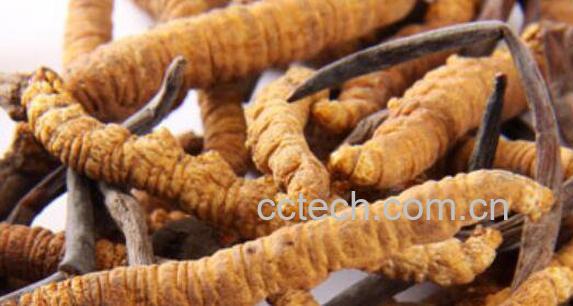 藏鞭草的功效与作用-1