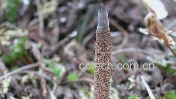 藏鞭草的功效与作用-0