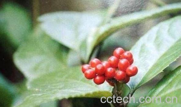 肿节风的功效与作用 肿节风的药用价值-1