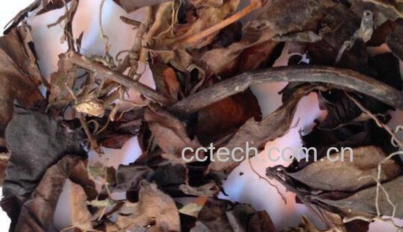 肿节风的功效与作用 肿节风的药用价值-0