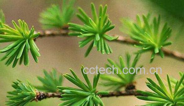 鲜松叶的副作用 鲜松叶神奇的药用价值-1