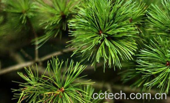 鲜松叶的副作用 鲜松叶神奇的药用价值-0