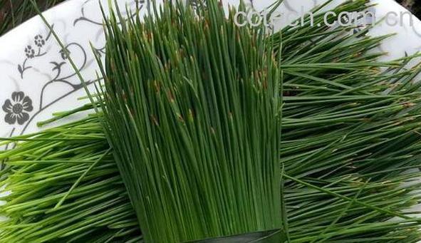 鲜松叶的功效与作用 鲜松叶的副作用-0