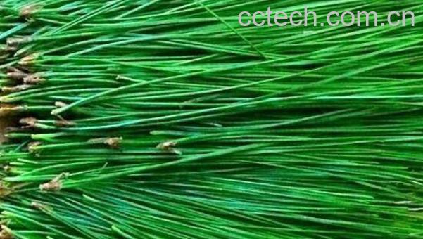 鲜松叶的功效与作用 鲜松叶的副作用-1