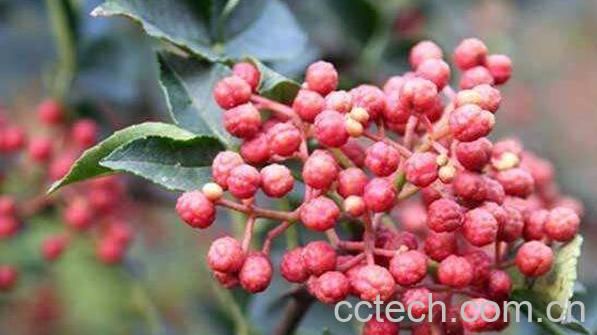 花椒水泡脚的功效与作用 女人用花椒泡脚的好处-1