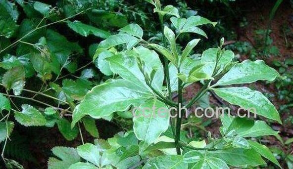 三叉虎的功效与作用-0