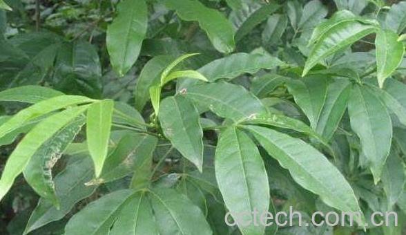 三叉虎的功效与作用-1