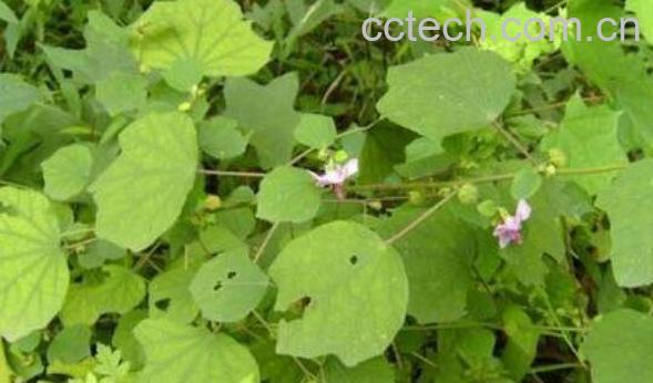 肖梵天花与梵天花的区别 肖梵天花的药用价值-0