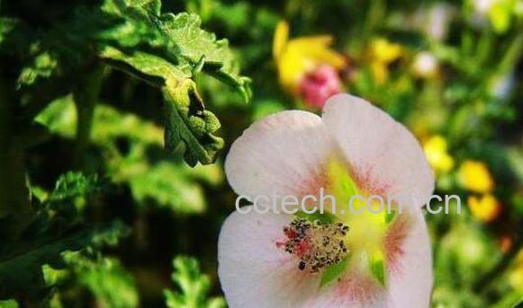 肖梵天花与梵天花的区别 肖梵天花的药用价值-1