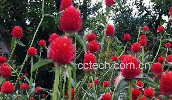 千日红是什么 千日红的功效与作用-0