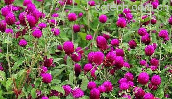 千日红泡水喝的功效与作用-1