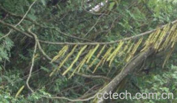 岩胡豆有什么药用价值 岩胡豆的功效与作用-0