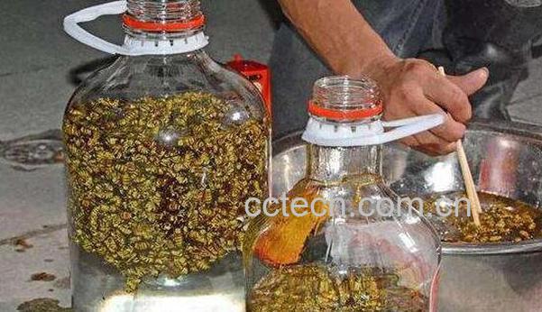 黄蜂泡酒怎么处理 黄蜂泡酒多久才能喝-0