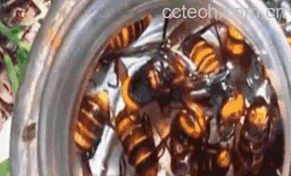 黄蜂泡酒怎么处理 黄蜂泡酒多久才能喝-1