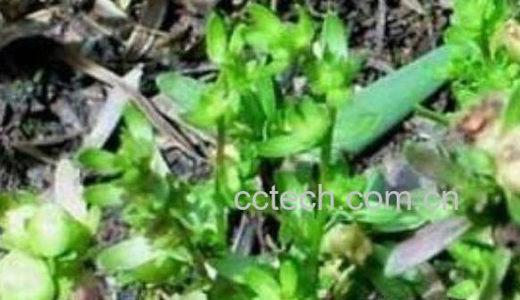 仙桃草的功效与作用 仙桃草的副作用-0