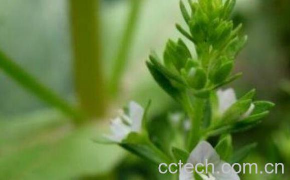 仙桃草泡酒功效与作用-1