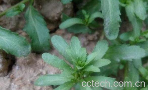 仙桃草的功效与作用 仙桃草的副作用-1