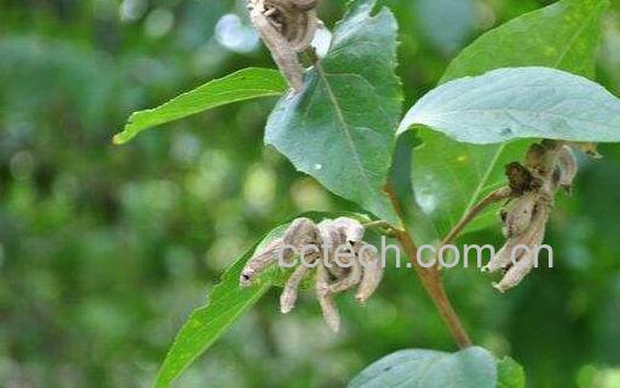 粟米草的功效与作用 粟米草的药用价值-0