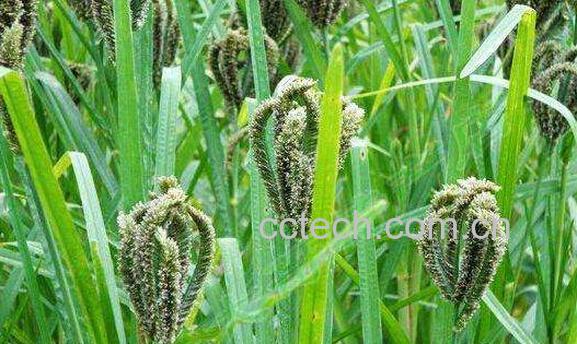 粟米草的功效与作用 粟米草的药用价值-1