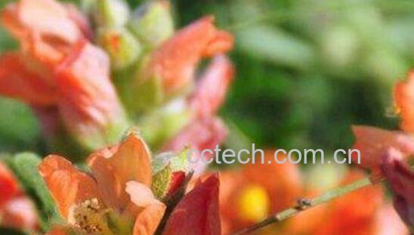 红景天泡水喝的功效与作用 红景天哪些人不宜喝-1