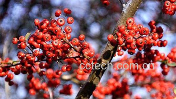 醋五味子泡水喝的功效 醋五味子的副作用-1
