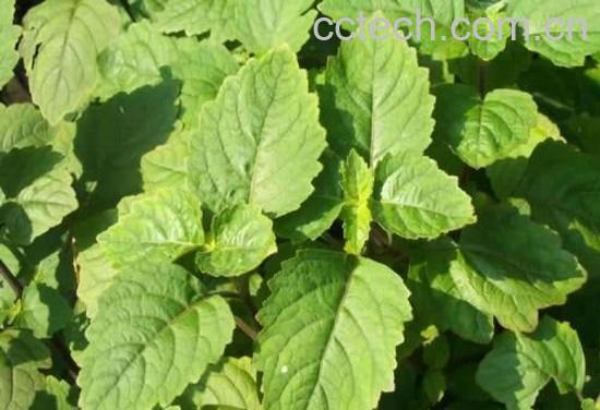 广藿香叶-0