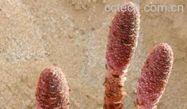 锁阳怎么吃效果最好 锁阳的食用方法-0