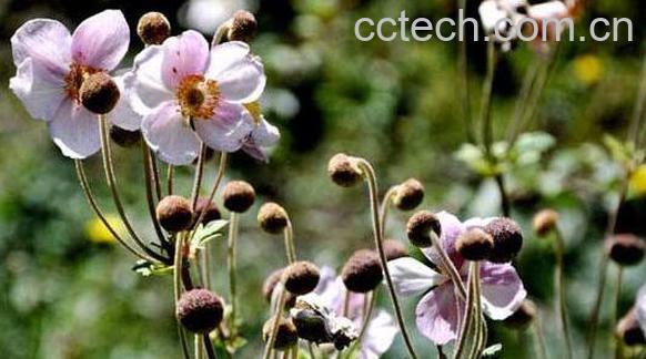 野棉花根的功效与作用 野棉花根的副作用-0