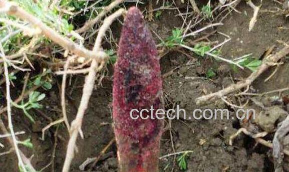 锁阳怎么吃效果最好 锁阳的食用方法-1