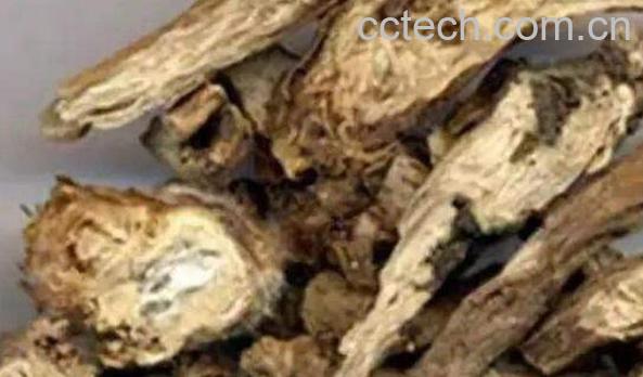 野棉花根的功效与作用 野棉花根的副作用-1