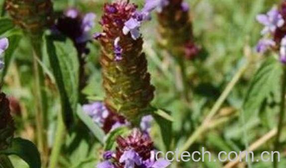 夏枯草的功效与作用 夏枯草的副作用-1