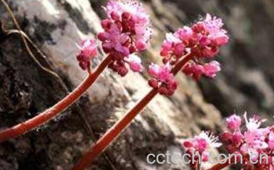 独根草的功效与作用 独根草的副作用-0