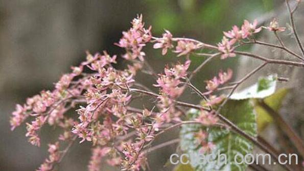 独根草的功效与作用 独根草的副作用-1