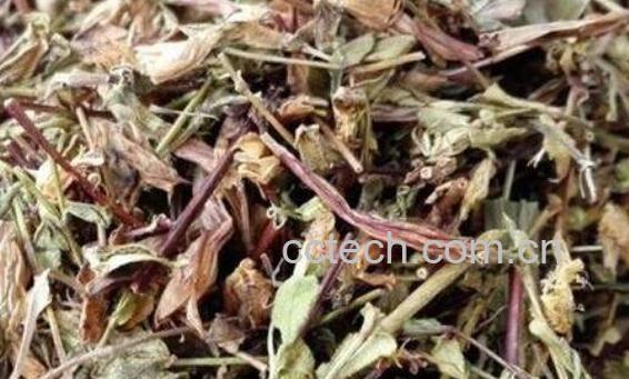 青叶胆草的功效与作用 青叶胆草泡水喝功效-0