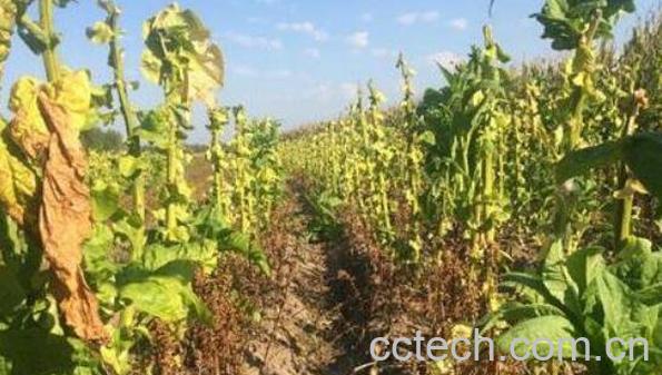 列当的疗效与食用方法-0