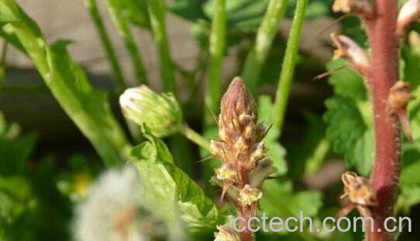 列当的功效与作用 列当的副作用-1