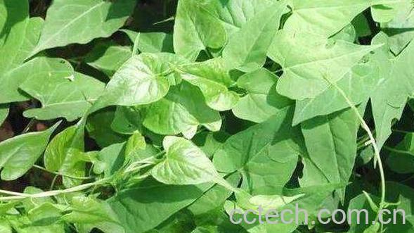 白毛藤图片 白毛藤功效与作用-1