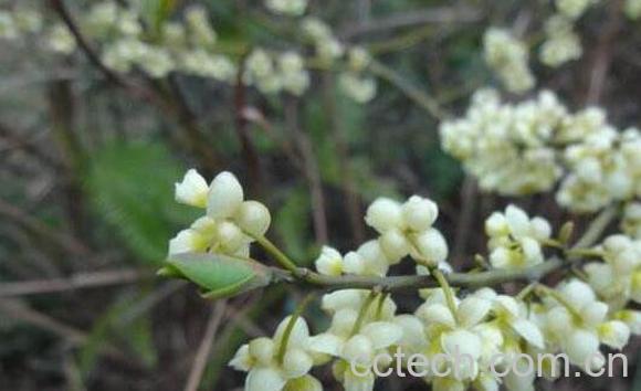 山苍子花的功效与作用-1