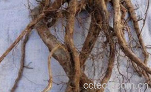 木姜子根的功效与作用及药用价值-0