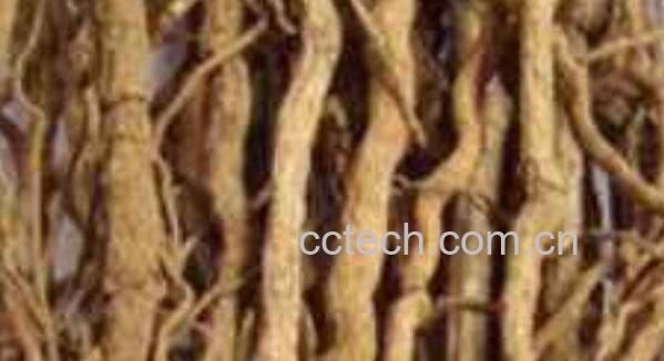 山苍了根的功效与作用-1